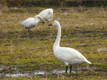 Tundra Swan 千葉県 Sat, 2/10/2024