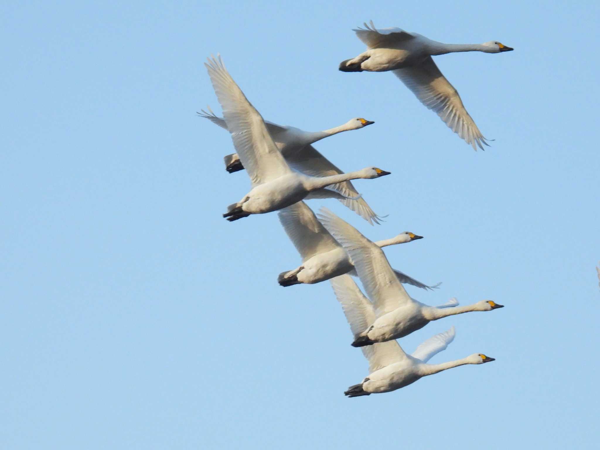 Tundra Swan