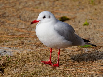 ユリカモメ 大濠公園 2024年2月11日(日)