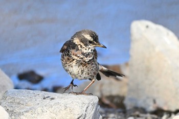 Dusky Thrush 群馬県 Sun, 2/11/2024