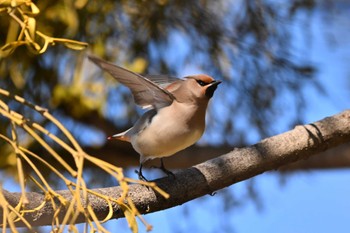 Japanese Waxwing 群馬県 Sun, 2/11/2024