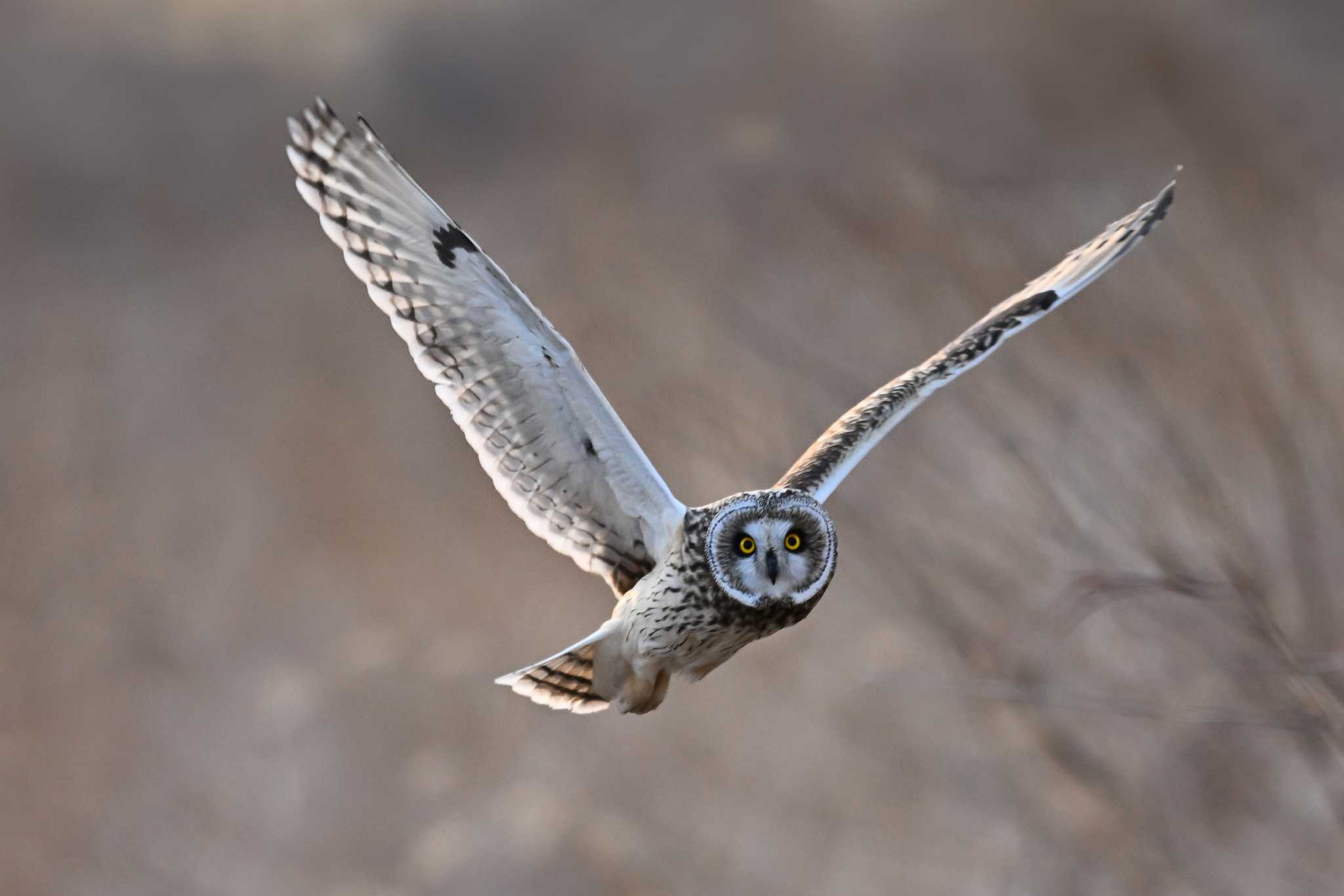 Photo of Short-eared Owl at 関東地方 by Yokai