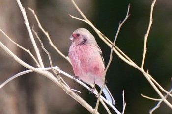 Siberian Long-tailed Rosefinch 四万温泉(四万川) Sat, 2/10/2024