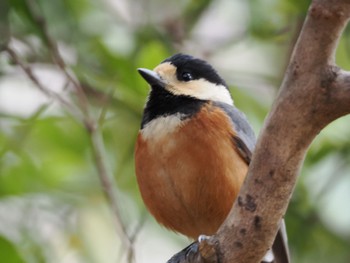 Sun, 2/11/2024 Birding report at Higashitakane Forest park