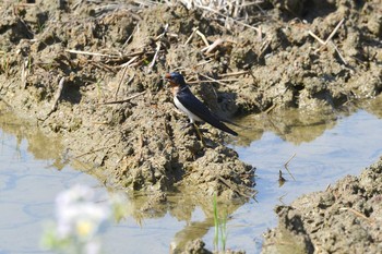 ツバメ 加木屋緑地 2018年4月19日(木)