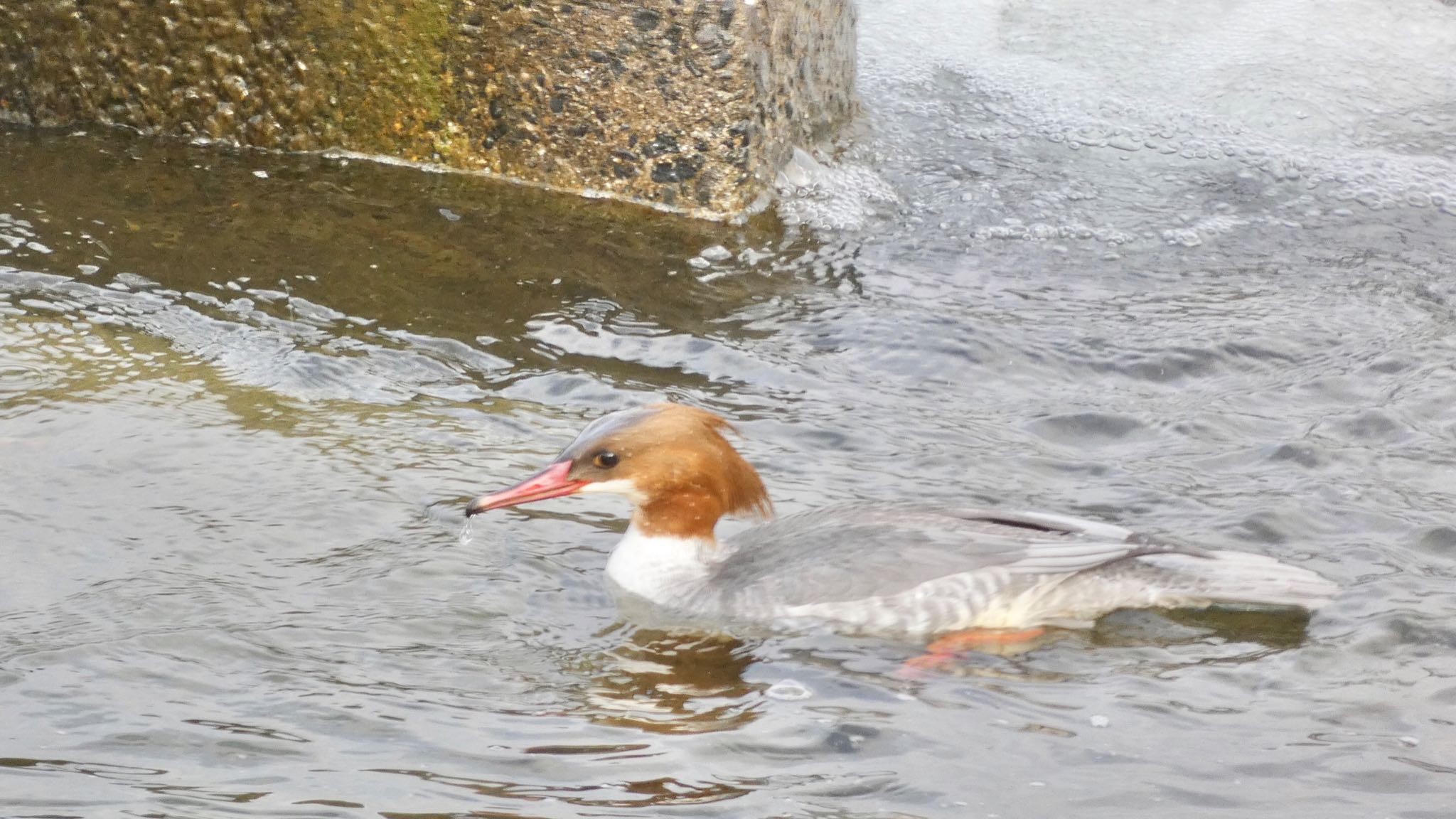 Common Merganser