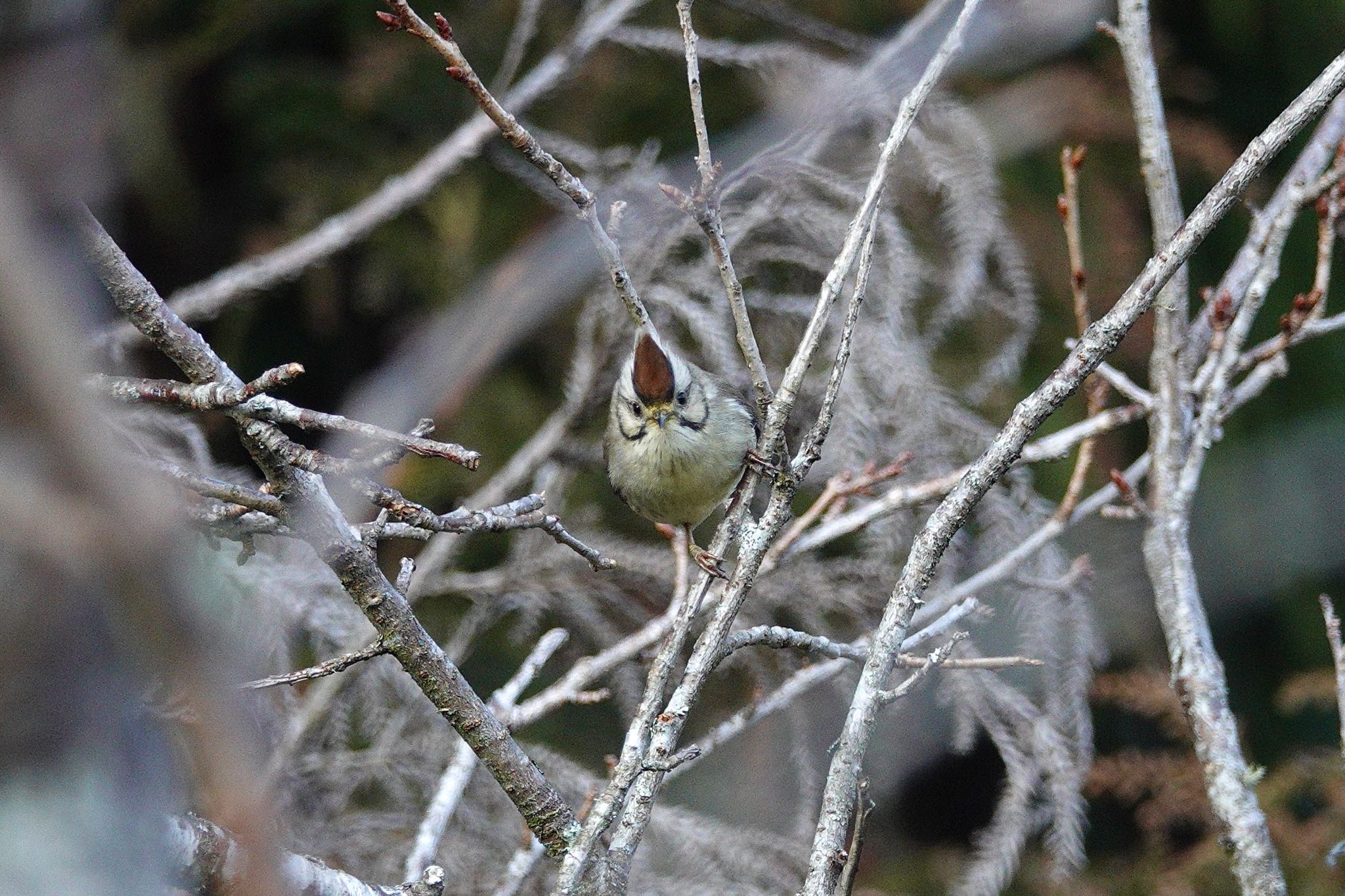 Taiwan Yuhina