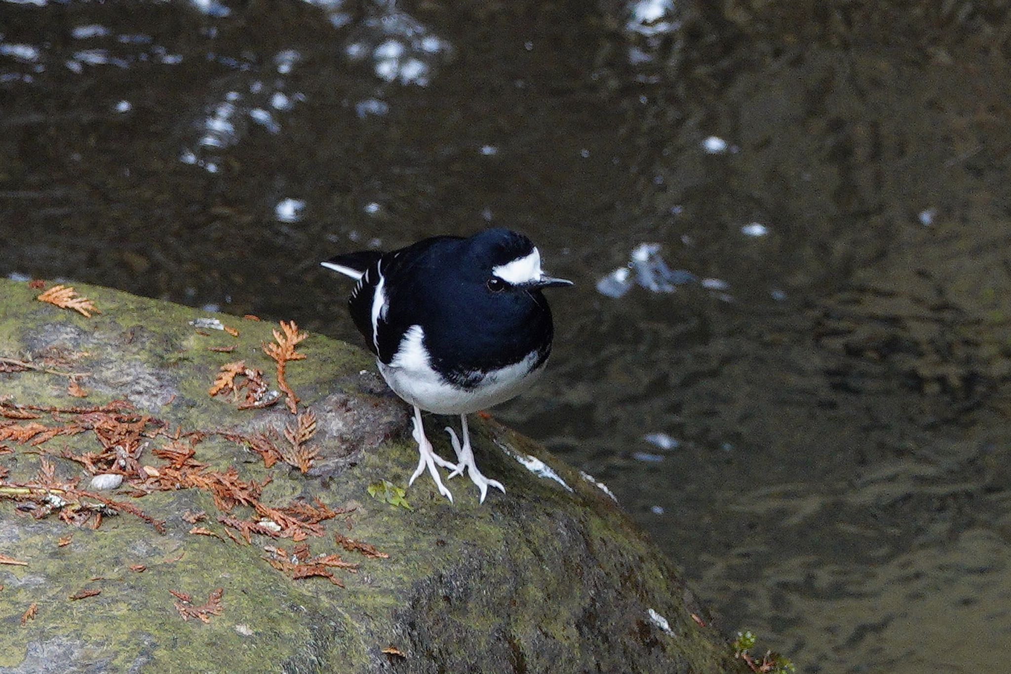 Little Forktail