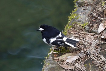 Little Forktail 阿里山国家森林遊楽区 Wed, 1/24/2024