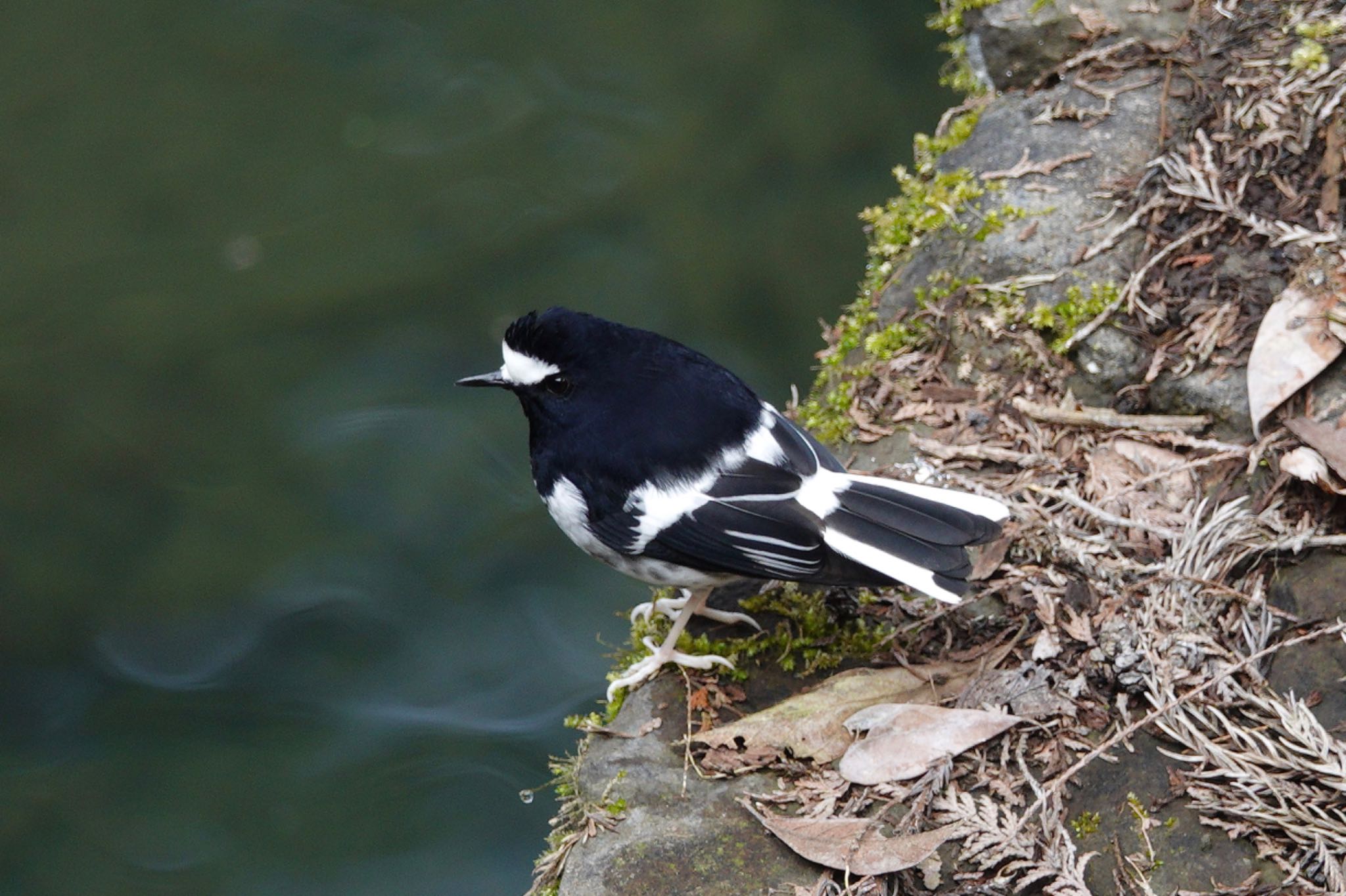 Photo of Little Forktail at 阿里山国家森林遊楽区 by のどか