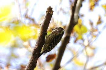 Japanese Pygmy Woodpecker Kitamoto Nature Observation Park Wed, 11/21/2018
