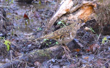 2024年2月11日(日) 各務野自然遺産の森の野鳥観察記録