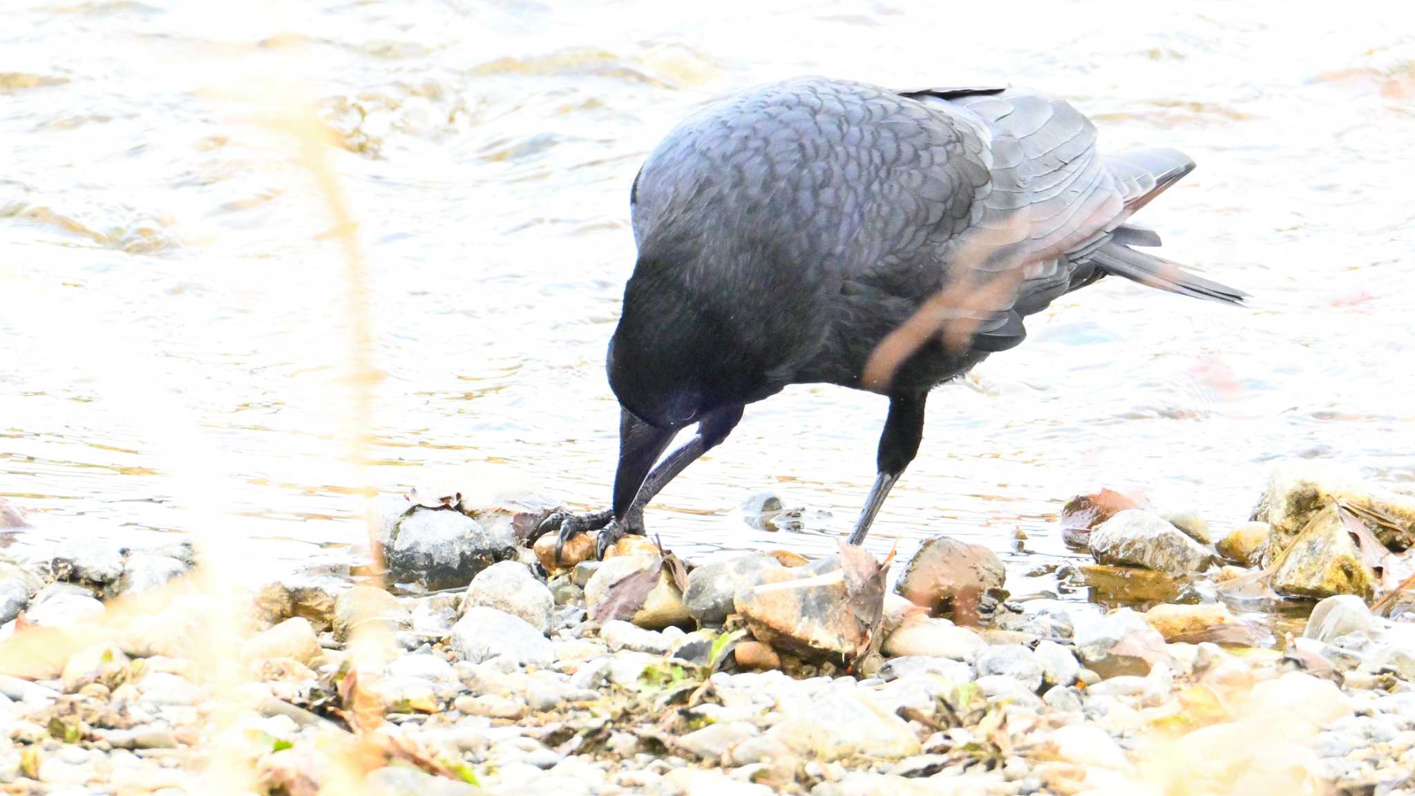 Carrion Crow