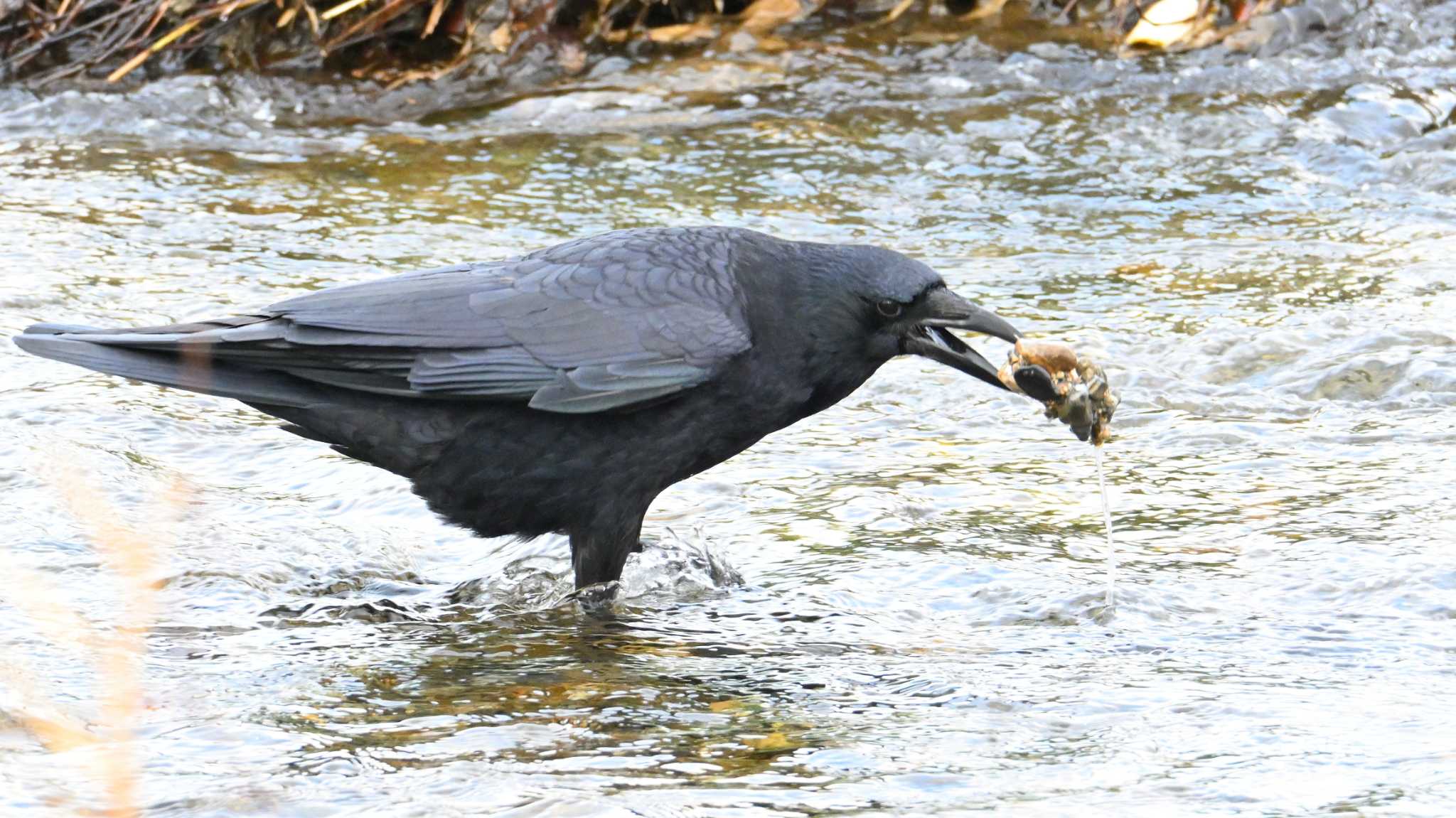 Carrion Crow