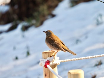 Pale Thrush 生田緑地 Sat, 2/10/2024