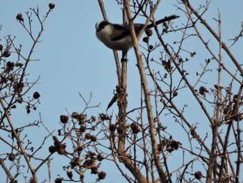 2024年2月11日(日) 大阪鶴見緑地の野鳥観察記録