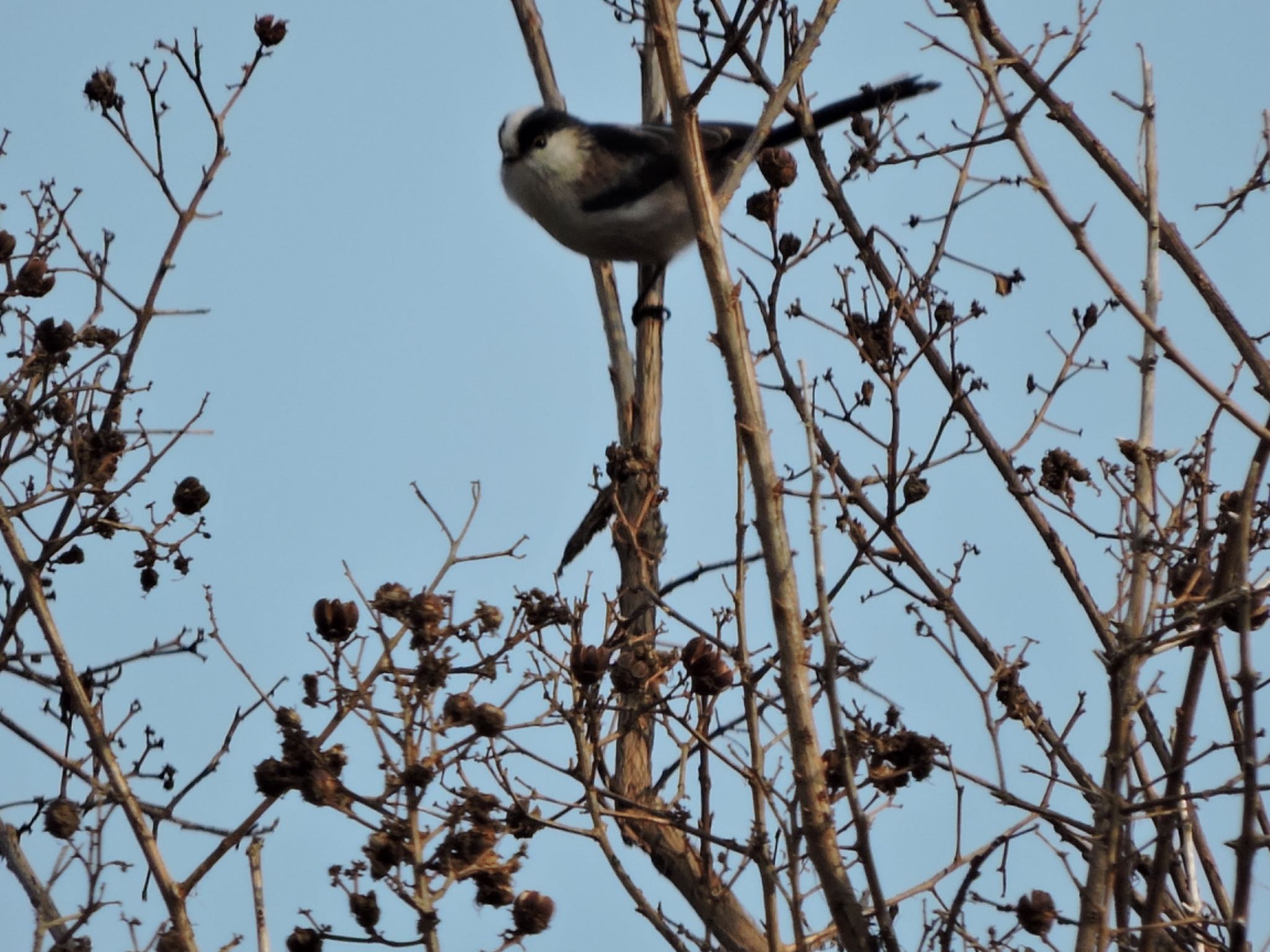 Long-tailed Tit