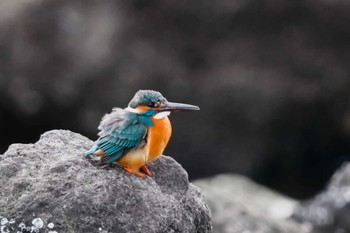 カワセミ 東京港野鳥公園 2024年2月11日(日)