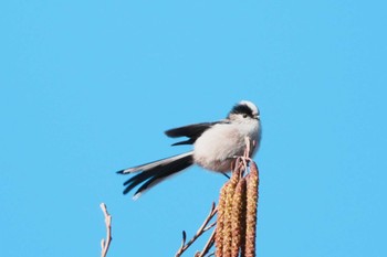 エナガ 東京港野鳥公園 2024年2月11日(日)