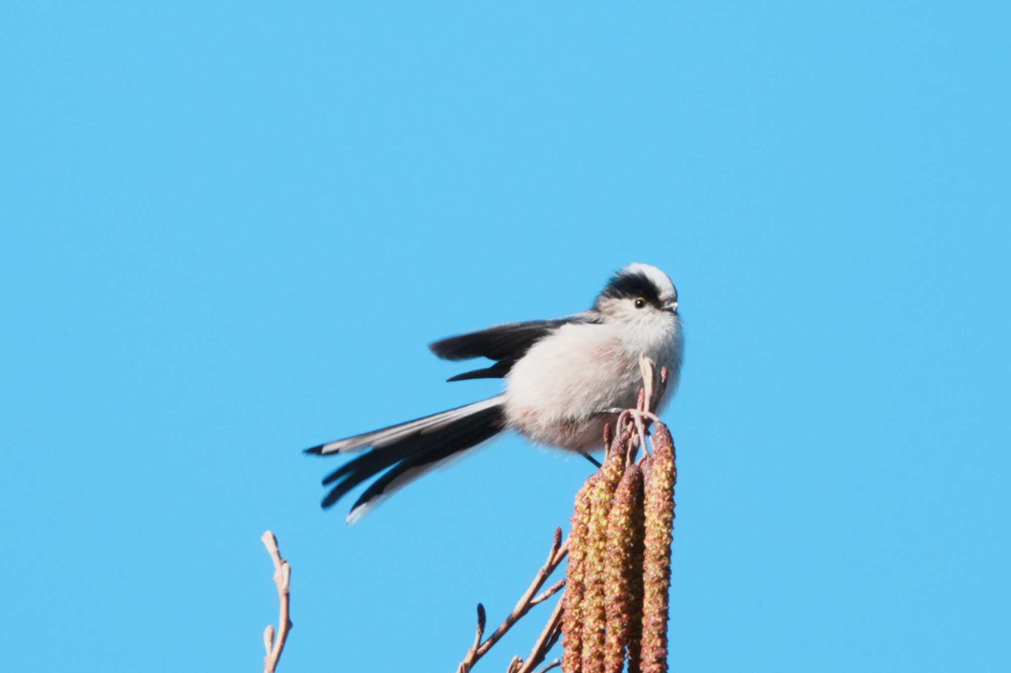 Long-tailed Tit