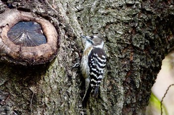 Japanese Pygmy Woodpecker Kitamoto Nature Observation Park Wed, 11/21/2018