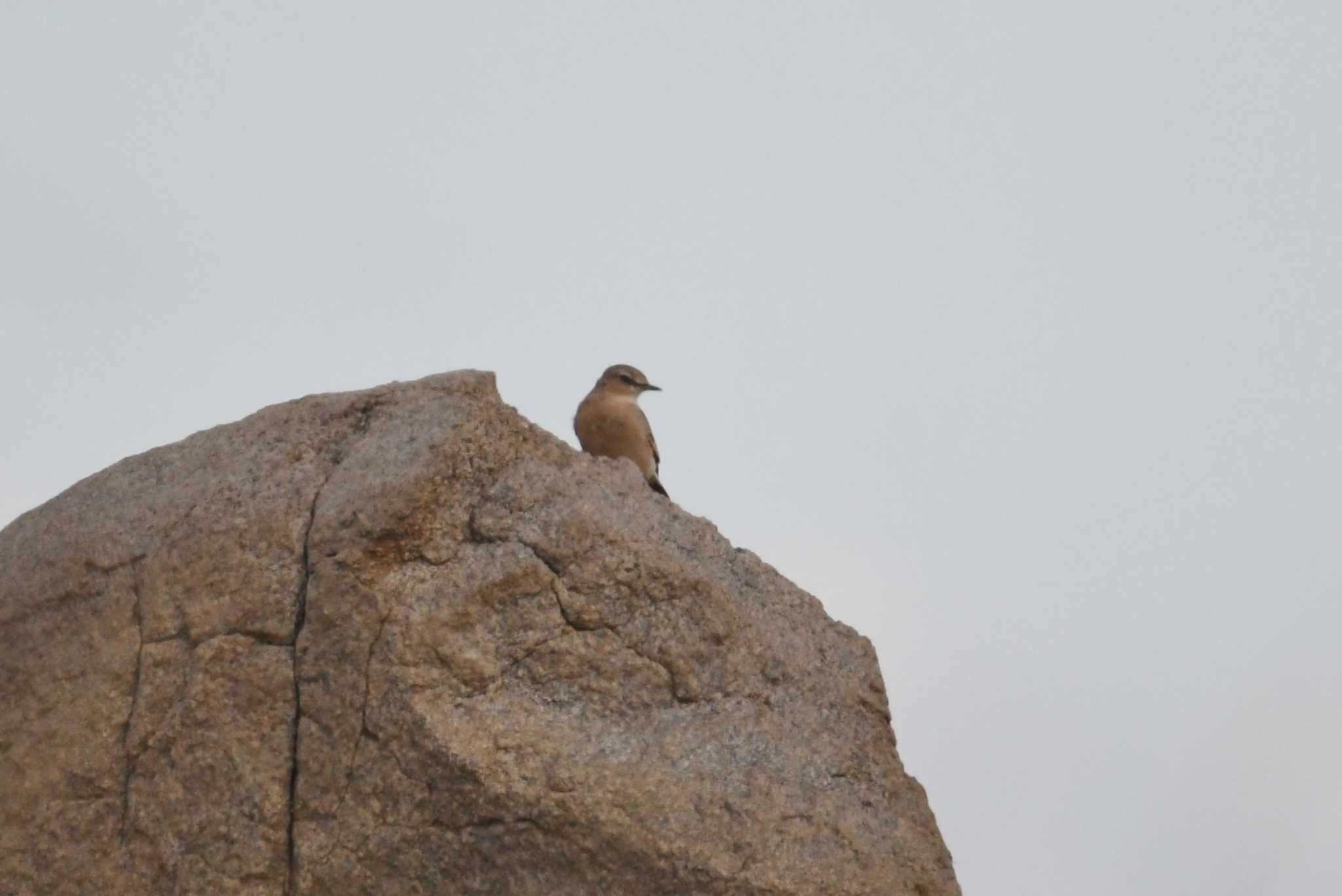 Photo of Isabelline Wheatear at 中央ゴビ by あひる