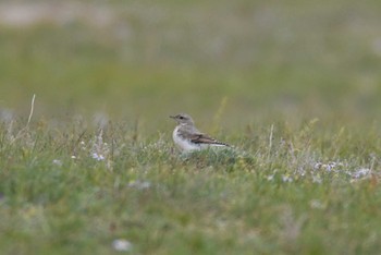 Northern Wheatear 中央ゴビ Tue, 8/22/2023