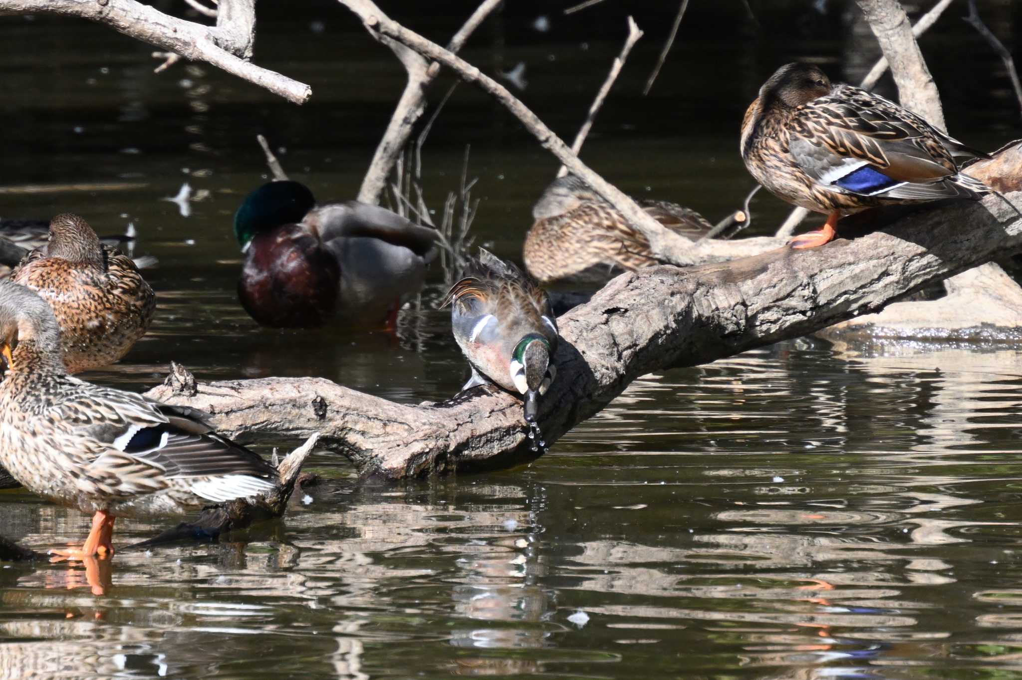 Baikal Teal