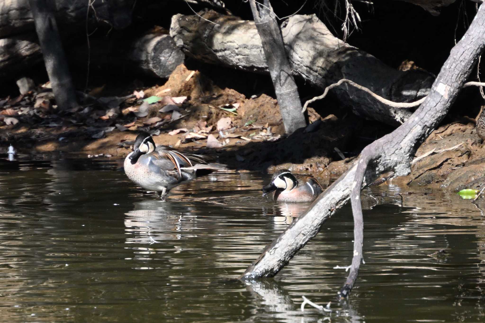 Baikal Teal