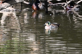 Baikal Teal 坂田ヶ池総合公園 Sun, 2/11/2024