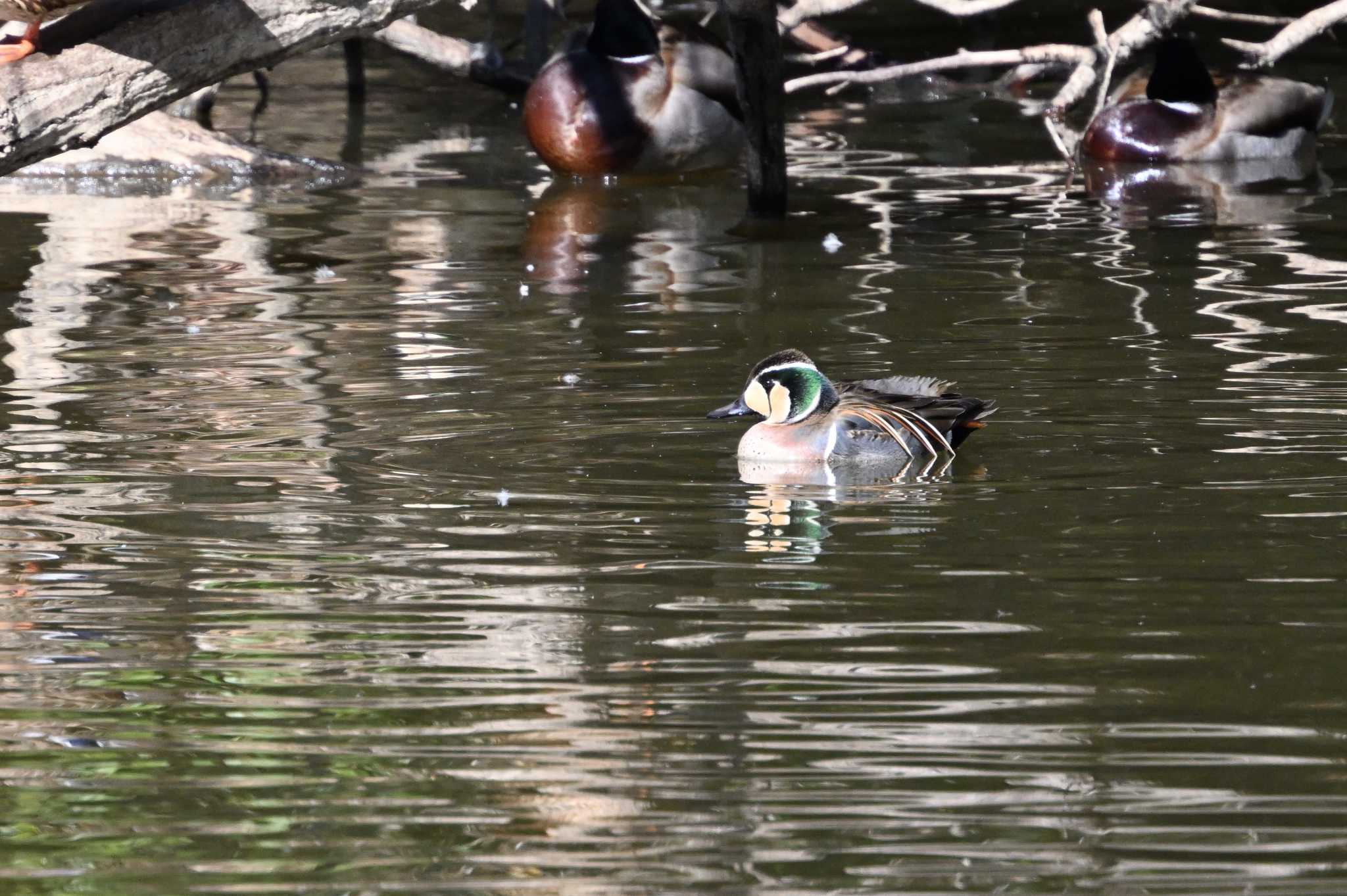 Baikal Teal