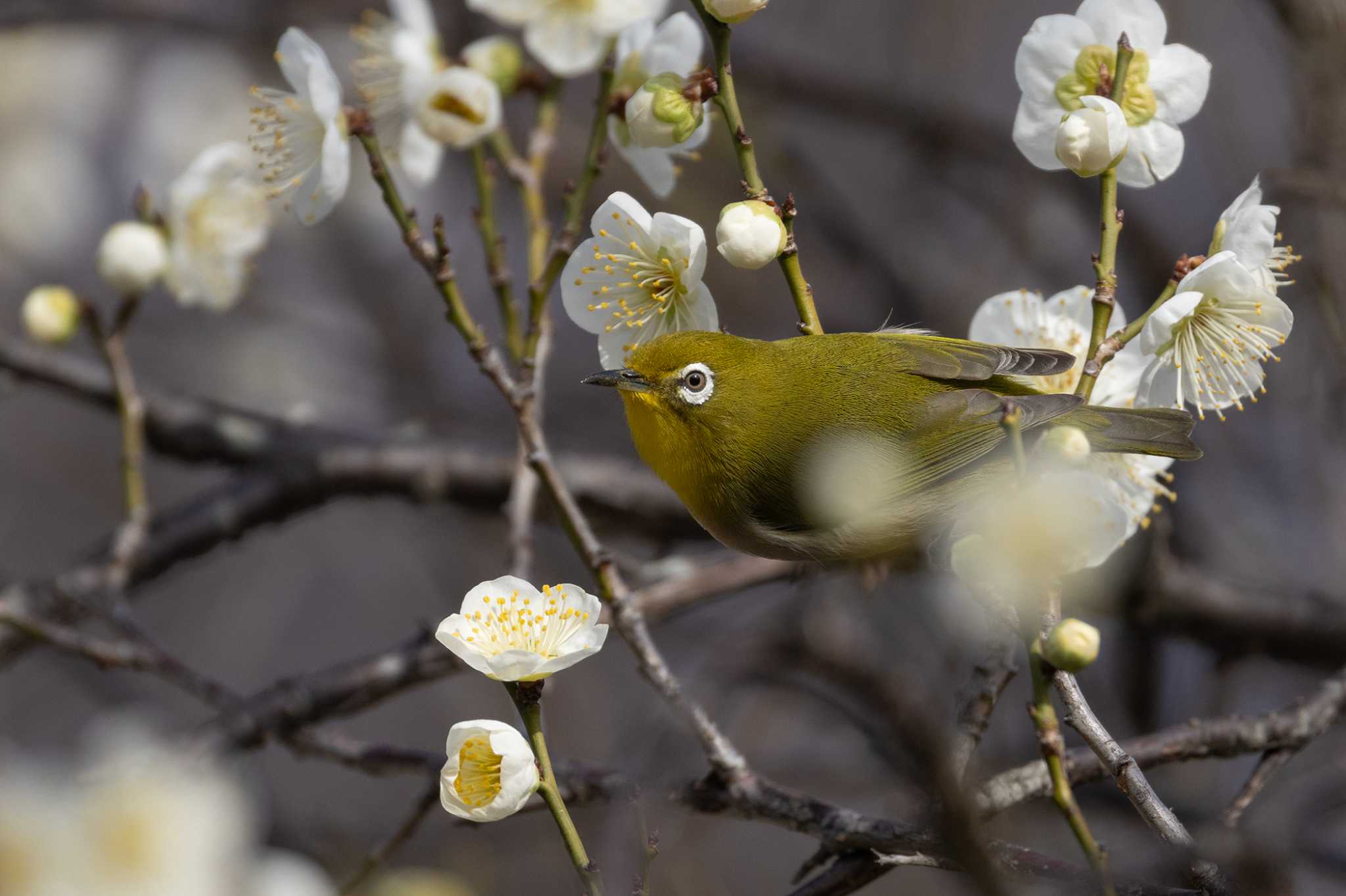 Photo of Warbling White-eye at  by My