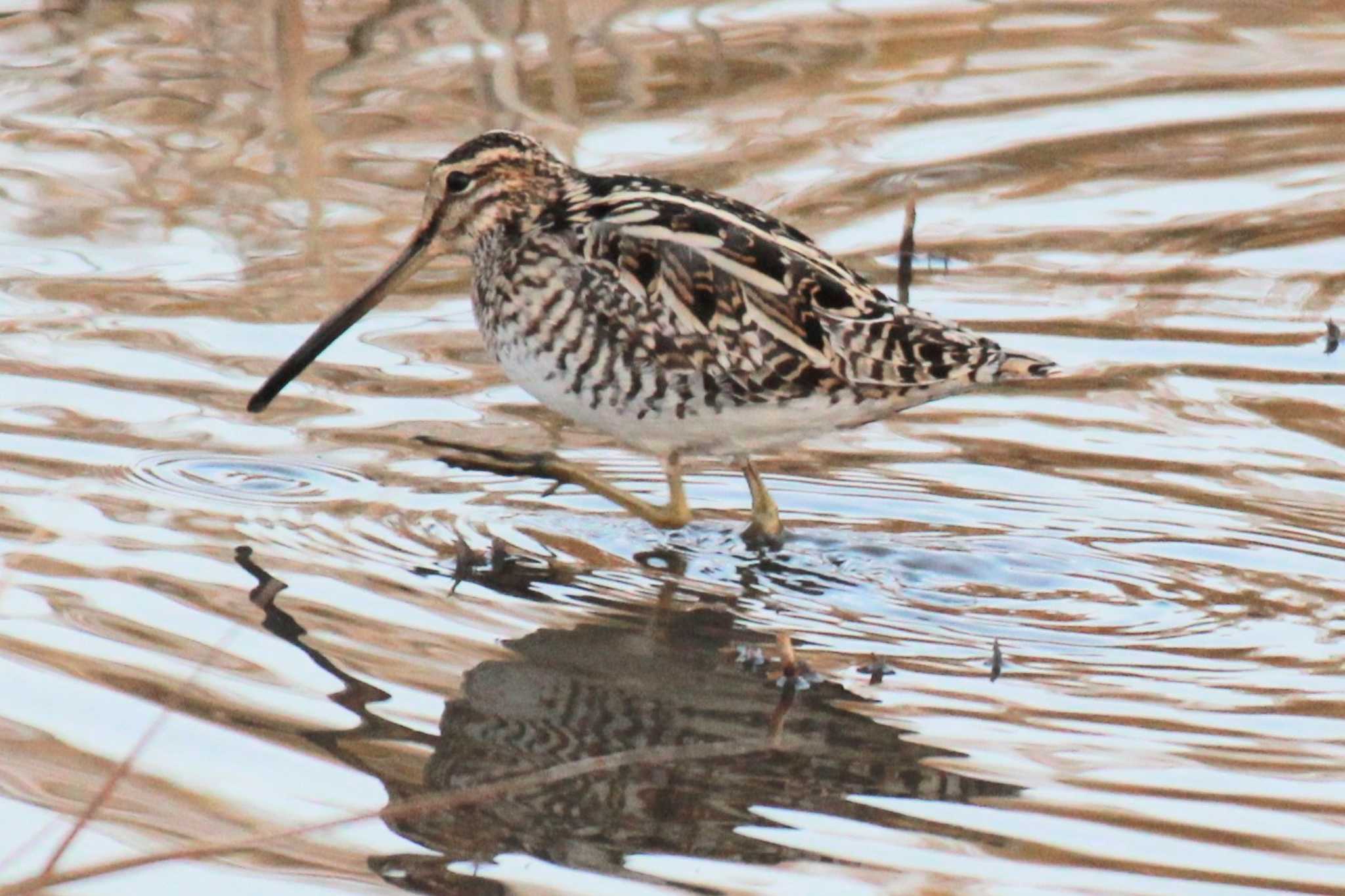 Photo of Common Snipe at 行徳野鳥観察舎付近 by ちえぞう