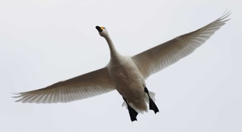 Tundra Swan 滋賀県湖北 Sat, 2/10/2024