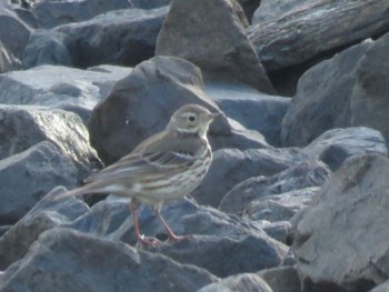 タヒバリ 東京港野鳥公園 2024年2月11日(日)