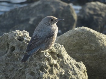 2024年2月11日(日) 東京港野鳥公園の野鳥観察記録