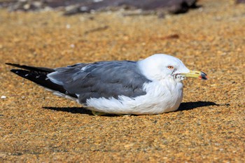 Black-tailed Gull 本荘港 Sun, 1/14/2024