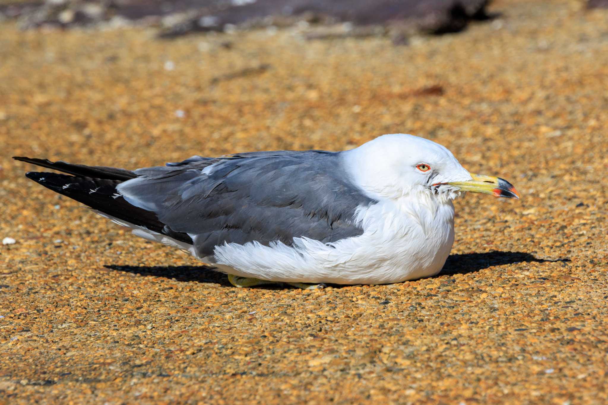 本荘港 ウミネコの写真 by ときのたまお