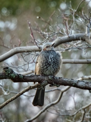 Brown-eared Bulbul 庚申山総合公園 Sun, 1/28/2024