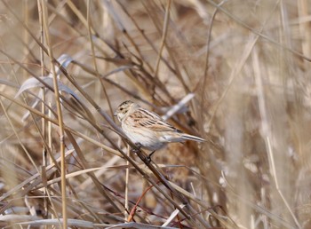 Common Reed Bunting Watarase Yusuichi (Wetland) Sat, 2/10/2024