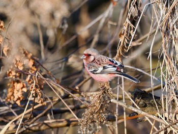 Siberian Long-tailed Rosefinch Watarase Yusuichi (Wetland) Sat, 2/10/2024