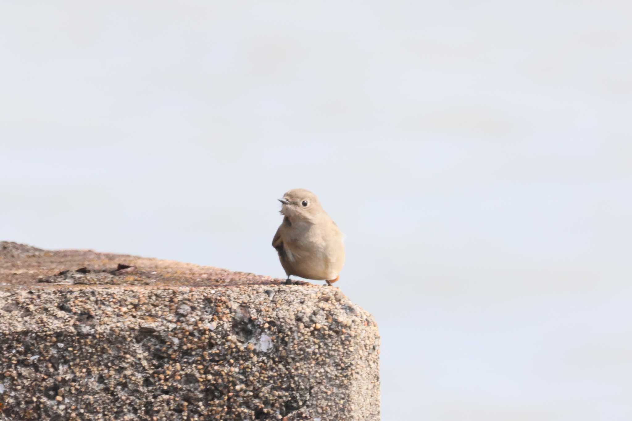 新拓溜池(佐賀県) ジョウビタキの写真 by momochan