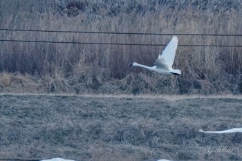 アメリカコハクチョウ 夏目の堰 (八丁堰) 2024年2月10日(土)