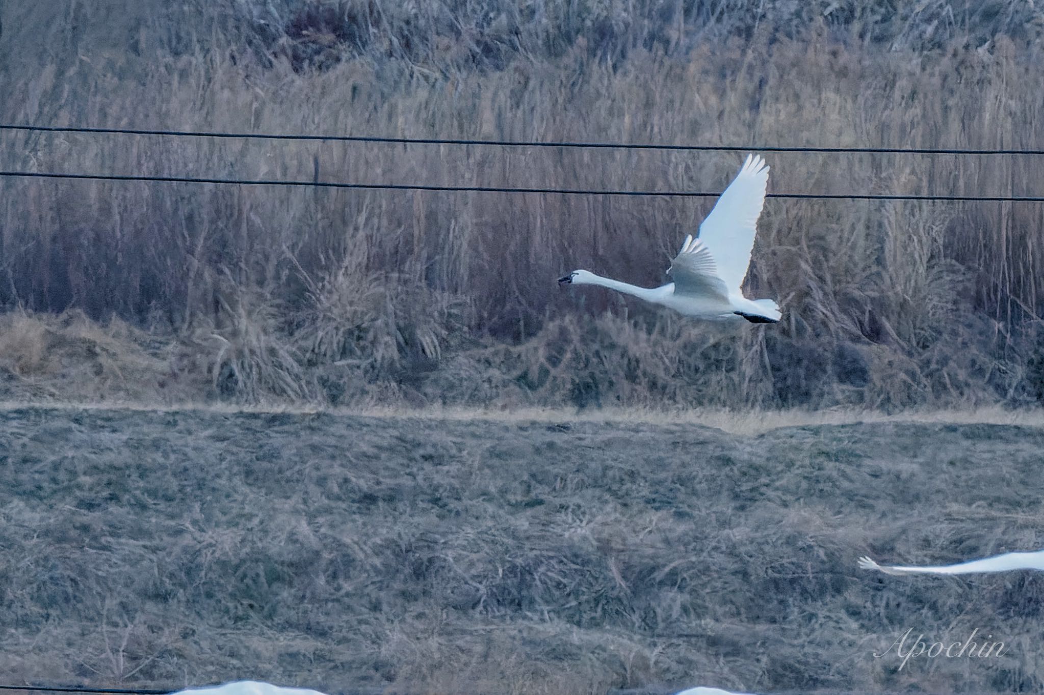 Photo of Tundra Swan(columbianus) at 夏目の堰 (八丁堰) by アポちん