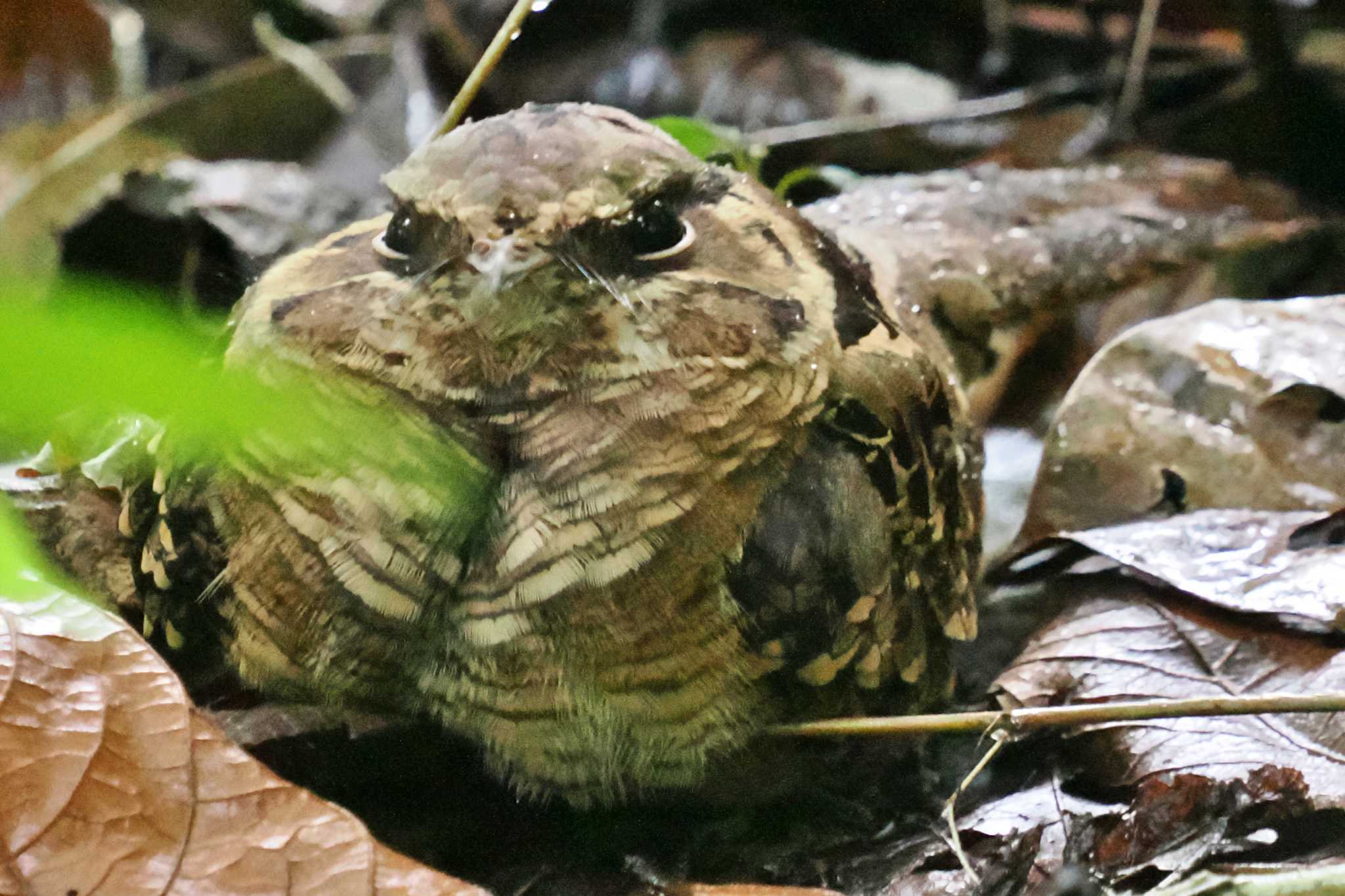 San Gerardo De Dota (Costa Rica) オオヨタカの写真 by 藤原奏冥