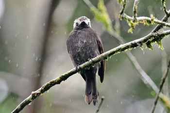 Long-tailed Tyrant San Gerardo De Dota (Costa Rica) Fri, 2/9/2024