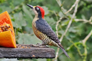 Black-cheeked Woodpecker San Gerardo De Dota (Costa Rica) Fri, 2/9/2024