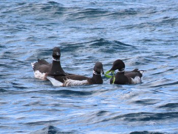 Brant Goose 志津川湾 Thu, 2/8/2024