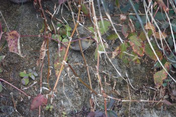 Grey-hooded Fulvetta 阿里山国家森林遊楽区 Thu, 1/25/2024