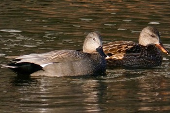 Gadwall Imperial Palace Mon, 2/12/2018